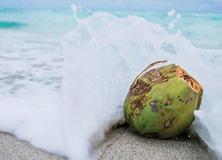 Rekomendasi Ide Usaha Minuman Rumahan Menjanjikan - Sumbing Segar