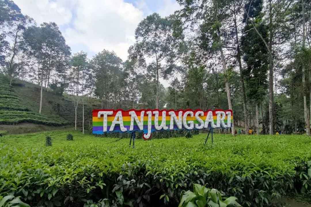 Tips Wisata Kebun Teh Tanjungsari
